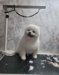 까까네 애견미용
