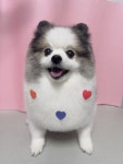 베리독하우스 애견미용 부천점