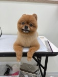 하니몽 애견미용실