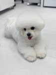 데려오개