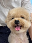 데려오개