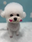 데려오개
