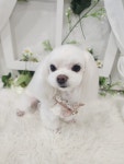 화려하개