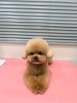러브시티독