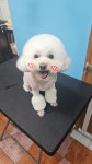 광릉내애견