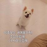 유별난 가위