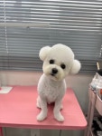 러브시티독