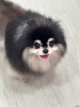 펫매니저