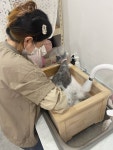고양이무마취미용 묘갱살롱