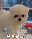 플랜멍 강아지분양&미용 대구 북구점