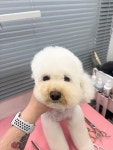 러브시티독