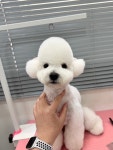 러브시티독