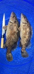 평창민물수산