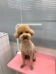 러브시티독