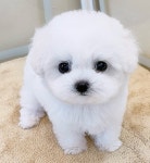 온퍼피 전주본점