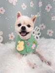 스마일댕댕