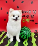 복이네도그살롱