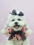 멍멍부띠끄 해운대 강아지 애견미용