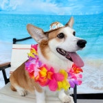 귀여운개최고애견유치원