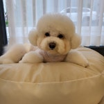 댕그리
