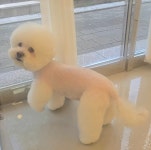 냥이댕이