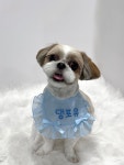댕포유