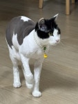 냥이댕이