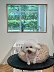 댕스베리