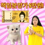 인천강아지분양 테디럽