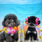 귀여운개최고애견유치원