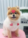 퍼피쌀롱 애견미용실