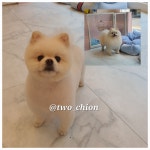 투숑펫살롱