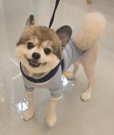 냥이댕이