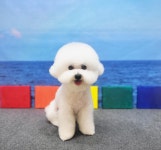 강아지미용실_편안