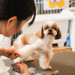 꽃개 애견미용 강아지미용