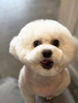 보듬어줄개