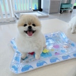 귀여운개최고애견유치원