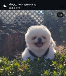제주강아지유치원도르멍멍이