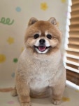 보듬어줄개