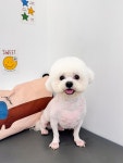 스마일댕댕