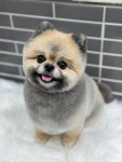 강아지멋내기
