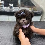 함께있어줄개