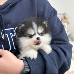 유앤미펫 강아지분양 고양이분양 용인점