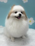 데려오개