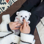 유앤미펫 강아지분양 고양이분양 용인점