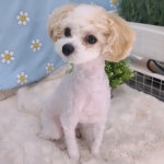댕댕몽띠끄