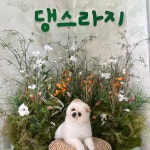 댕스라지