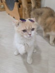 놀면묘하냥 은평점