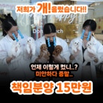 대구강아지분양 홍스퍼피