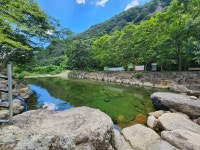 도아담감나무집농원 장성본점